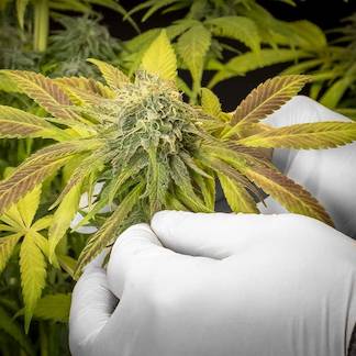SEMILLAS DE MARIHUANA